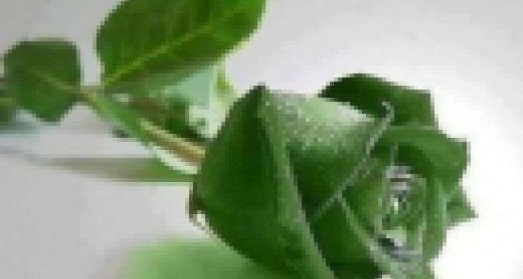 NHAU THAI CỪU BILL PLACENTA LÀ SẢN PHẨM GIÚP LÀM TRẮNG VÀ ĐẨY MỜ CHÂN NÁM.