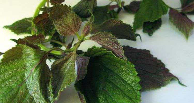 Khám phá cách tắm trắng bằng lá tía tô của người Nhật