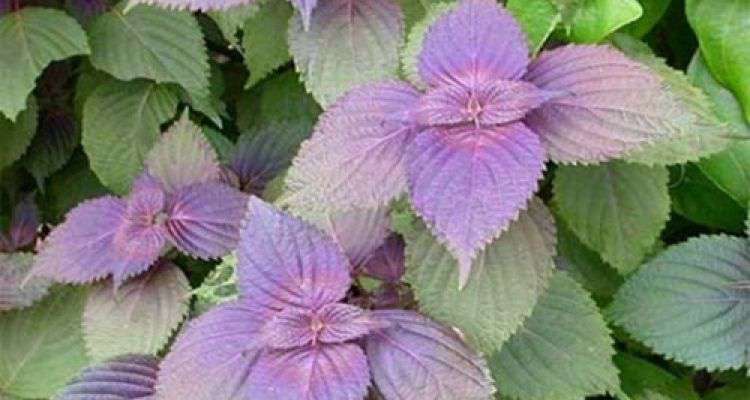 Xông mặt bằng kinh giới, tía tô, ngải cứu da trắng mịn gấp 100 lần đi spa