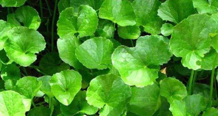 3 công thức trị khỏi “sẹo lõm” hoàn toàn dù đã bị cả chục năm