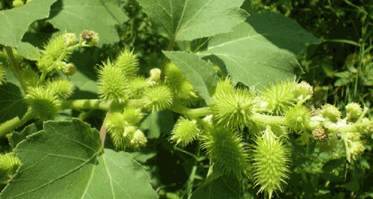 5 bài thuốc trị “viêm xoang” nổi tiếng, chỉ trong 7 ngày là khỏi và không tái phát