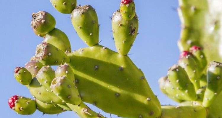 Chữa tiểu đường, ngăn ngừa ung thư hiệu quả chỉ với 1 loại thực phẩm duy nhất