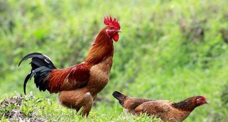 Màng mề gà quý hơn cả đông trùng hạ thảo