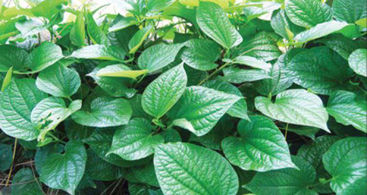 Quý ông ăn rau này, khỏi cần phải mua Viagra