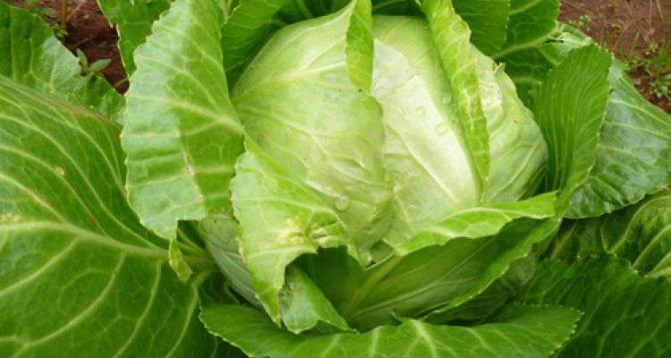 Tại sao trong mâm cơm nhà bạn phải thường xuyên có loại thực phẩm này?