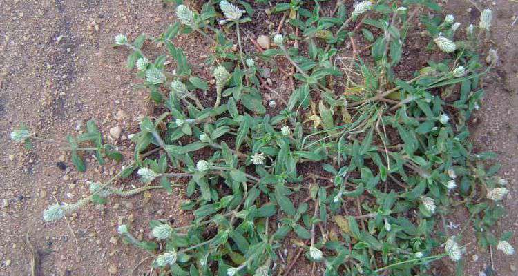 Chia sẻ bằng sự thật: Chữa khỏi bệnh gút nhờ cây mọc hoang dại