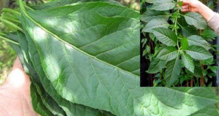 Tác dụng của cây mật gấu với sức khỏe