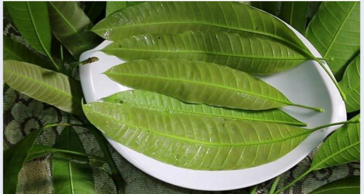 Lá xoài non “thần dược” điều trị tiểu đường không tái phát