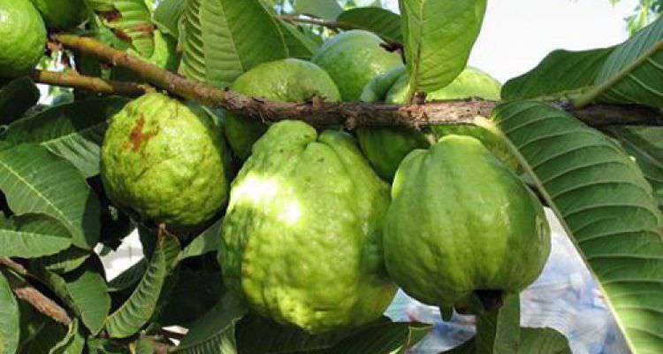 Một nắm lá ổi sẽ khiến bạn hết khổ sở vì chứng hôi miệng