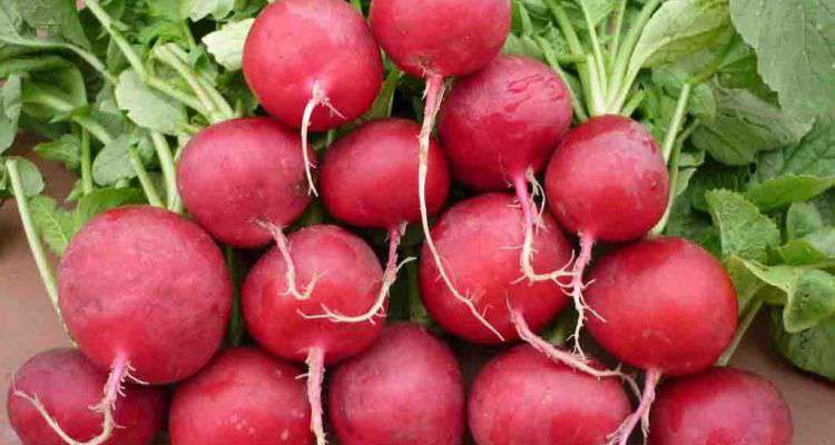 Lợi ích vô giá của củ dền